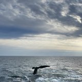 Ce record est particulièrement frappant, car il survient tôt dans l'année, l'océan Atlantique Nord atteignant son pic de chaleur en septembre (archives).